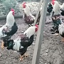 Продаю петуха породы Загорской лососевой