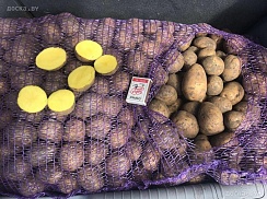 Продам излишки своего картофеля. сорт"Бриз" (очень вкусный) разваристый ярко желтый в разрезе.