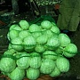 Картофель Бесплатная Доставка Подъем до вашей двери бесплатно Вкусная, жёлтая не первый год ра