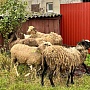Продам свежее мясо баранины с собственного подворья. Бараны 40-50 кг, возраст от семи месяцев до