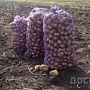 Излишки своего картофеля. Сорт "Бриз" и "Ласунок". Год был урожайным. Картошечка вышла очень