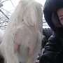 Продаю или в аренду на лето, две козочки первокотки смешанных пород, безрогие красавицы, 1, 5 -
