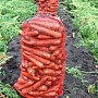 Продам излишки своего картофеля. сорт"Бриз" (очень вкусный) разваристый ярко желтый в разрезе.
