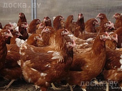 Продам кур несушек высокопродуктивных кроссов Тетра, Хайсекс, Ломан, Леггорн, Каралл Ник, Чешски