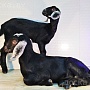 Продаём англо-нубийских 93, 75% козочку и козлика. Родились 30 сентября 2023. Проколоты витамин