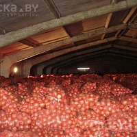 Лук репчатый 12 т.