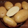 Картофель сорт "Королева Анна" поздний сорт отлично для хранения. Картофель средний не мелкий,