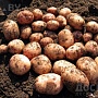 Продается домашняя картошка урожай 2022 года Гомель район Якубовки . Цена 1.20 за кг бесплатная