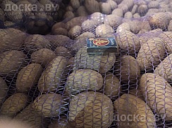 Продается картофель сорта Вектор, Скарб от производителя по цене 0, 90 бел. руб/кг партиями от 5