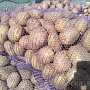 Продаю деревенский картофель выращенный в Гродненской области на своем приусадебном хозяйстве.
