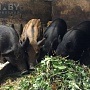 Предлагаю поросят мангалов (мясо - беконные, крупные свинья, с крепким иммунитетом, кушают всё с