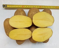 Продам излишки своего картофеля. сорт"Бриз" (очень вкусный) разваристый ярко желтый в разрезе