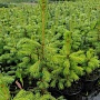 Продаём ель голубую (picea pangens), сорт Glauka Misti Blue, с закрытой корневой системой. Это в