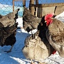 Яйцо инкубационное от домашних кур-несушек породы: Чешский Доминант, Хайсекс(браун), мешанка Дом