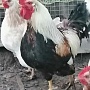 Продаю петуха породы Загорской лососевой
