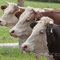 Закупаем коров, быков. Живым и убойным весом. Самовывоз из любого региона Беларуси. Закупаем