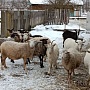 Продам молодую ухоженную котную спокойную козу все вопросы по телефону
