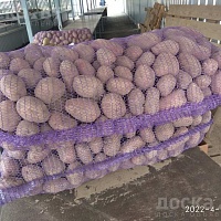 Картошка домашняя. Сорт Уладар. Доставка бесплатная.