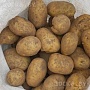 Продам излишки своего картофеля. сорт"Бриз" (очень вкусный) разваристый ярко желтый в разрезе