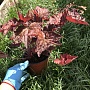 Туя вересковидная "Эрикоидес" thuya occidentalis Еricoides. Кустарник высотой до 2, 5 м с густой