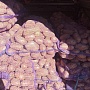 Продам домашний картофель. Сорта: Вектор( красная снаружи, жёлтая внутри. Сильно разваривается)