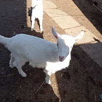 Продам козочку