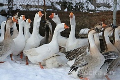 Продам гусят. Помесь Холмагора и Крупной Серой Возраст от недели и выше.