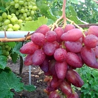 Дубовский