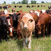 По всей территории РБ, закупаем быков, коров , лошадей, живым и убойным весом , вынужденный убой