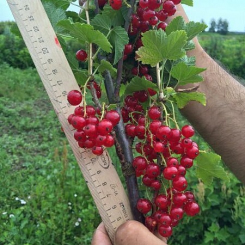 Использование арматуры в строительстве