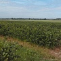 Продаём саженцы Аронии (Рябины) чёрноплодной сорта: Вениса, Надзея. Плоды – темно-пурпуровые, с