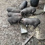 Продаются вьетнамские крупные поросята, в еде неприхотливы, чистоплотны, проколоты витаминами. В