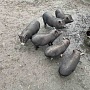 Продаются вьетнамские крупные поросята, в еде неприхотливы, чистоплотны, проколоты витаминами. В