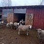 Продам отару овец прекос 32 штуки после трёх , двух и одного окота Баран иль-де-франс Яркие и
