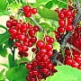 Продаём саженцы смородины разных сортов: чёрной, красной, розовой, белой для механизированного и
