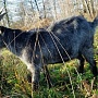 Продаётся козел тогенбурец: 8-месячный здоровый ухоженный козёл, высокая молочная наследственнос