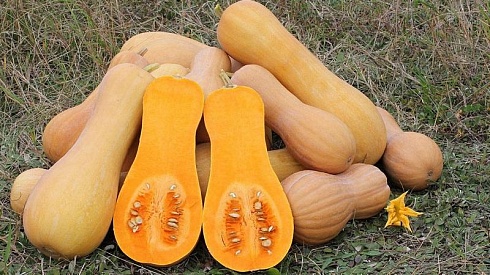 Тыква