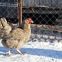 Яйцо инкубационное от домашних кур-несушек породы: Чешский Доминант, Хайсекс(браун), мешанка Дом