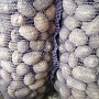 Продам картофель, сорт "королева Анна" и "Скарб" . В наличии 15 мешков по 40кг. Перебран и отобр