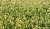 Влада