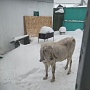 100 процентный англо-нубийский козел с документами приглашает козочек на вязку. (Козел опытный,