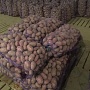 Реализуем картофель "Манифест". Собственное производство. Имеются все необходимые документы. Сам