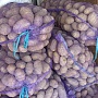 Продам домашний картофель. Сорта: Вектор( красная снаружи, жёлтая внутри. Сильно разваривается)
