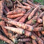 Домашний картофель Королева Анна, супер качество. Выращен Строго Без Химикатов. Без всяких б