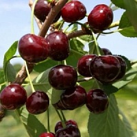 Вишня ГРИОТ БЕЛОРУССКИЙ