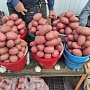 Привезу. подниму. и угощу сальцом). Фото реальные. Цена на сей продукт 0, 80руб. кг. Доставка по