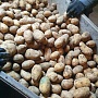 Продам картофель оптом. Беларусь. Есть в наличии Королева Анна 5+ 90 коп. Сорт Гала калибр 4-5 6