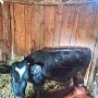 Продам 4 быков 150- 200.кг. Могилевская область, Кировский р-н. Только звонки на указанный телеф