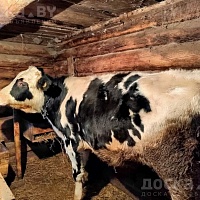 Закупаем, коров, быков, коней, телок Живым или убойным весом по хорошим ценам , звоните, приеде