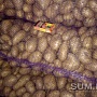 Продам картофель, овощи